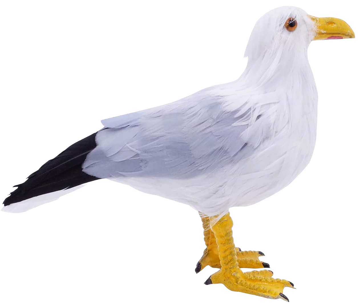 A seagull